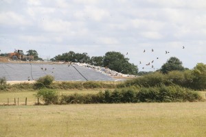 Déchets et oiseaux sur la déchetterie de Bouyer Leroux à la Séguinière (49)