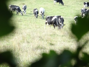 Vaches au Pays de Bray